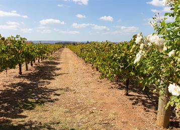 Australian vineyard