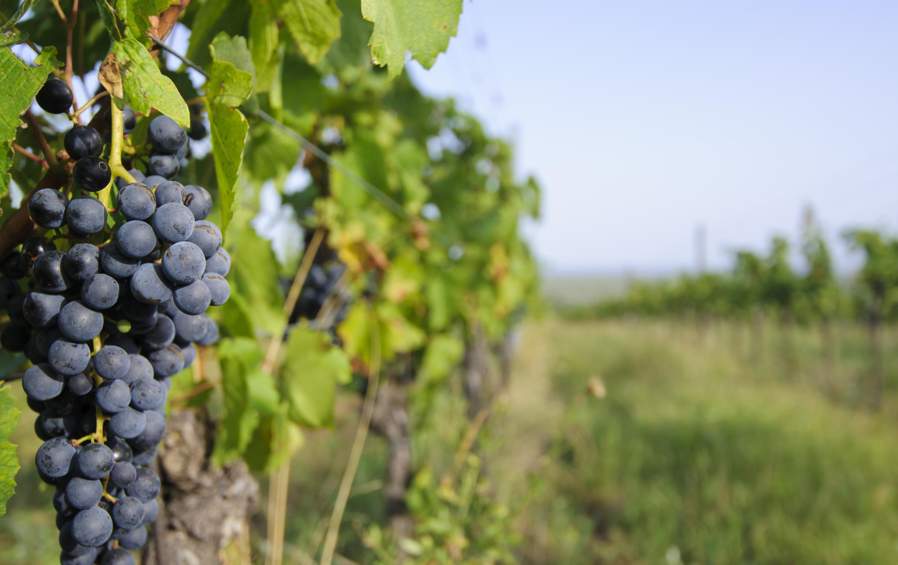 Vineyard-Wine-News-SWA